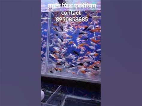 Mamta Fish Aquarium